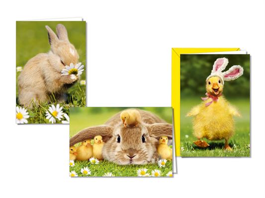 Biglietti Pasqua Fotografici Coniglio e Pulcini – 12 Pz