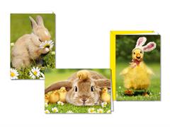 Biglietti Pasqua Fotografici Coniglio e Pulcini – 12 Pz